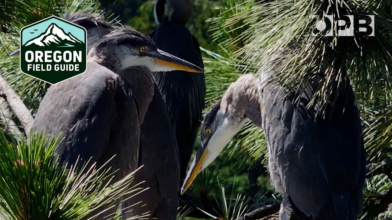 Portland urban naturalist tracks the great blue herons | Oregon Field Guide from the OPB Archives