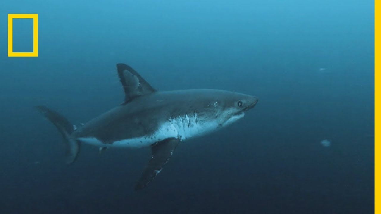 L'attaque du requin-saumon