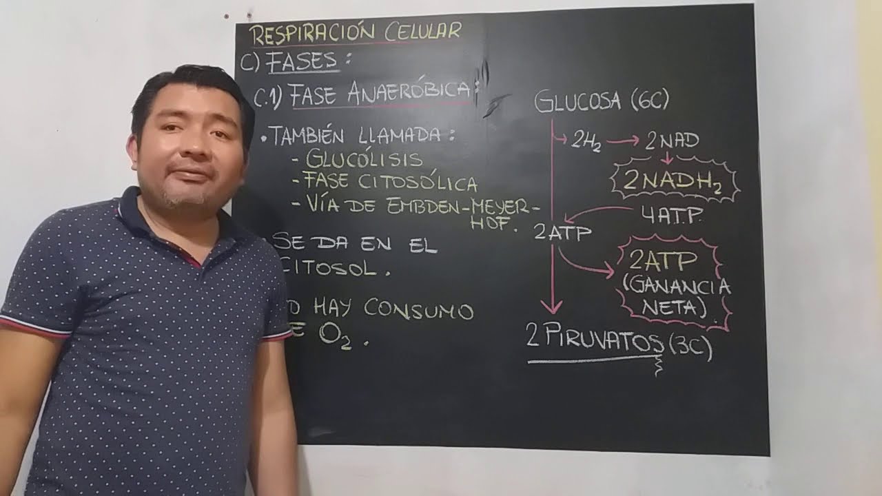 Respiración celular: Parte 3 - Glucólisis o Fase anaeróbica o Vía de Embden Meyerhoff.