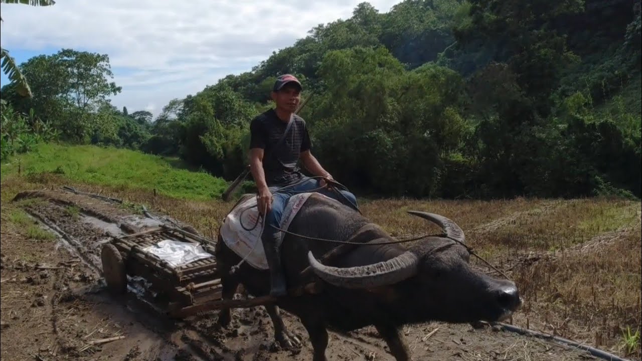 Hunting Puso ng Saging sa Kabundukan!