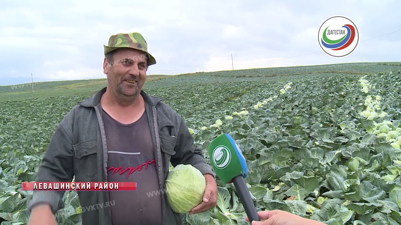 В Левашинском районе - в разгаре сбор урожая капусты