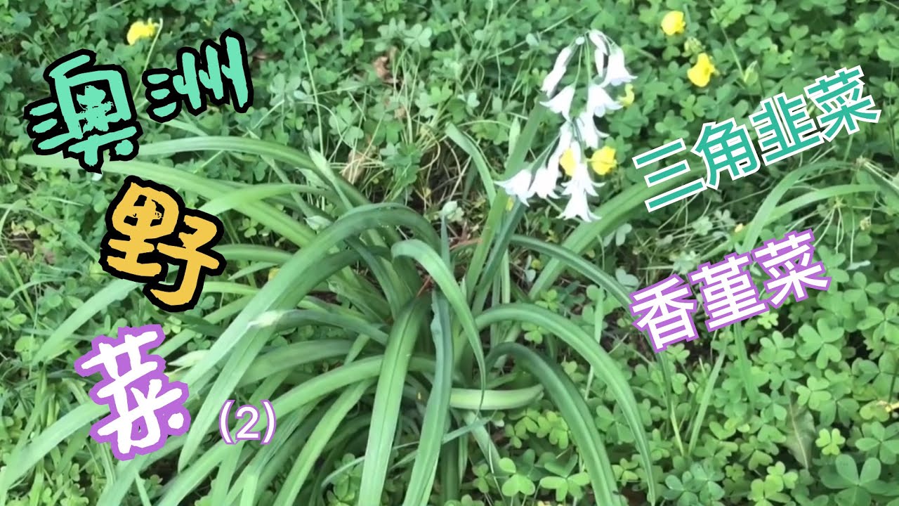 澳洲野菜（二）三角韭菜 香堇菜