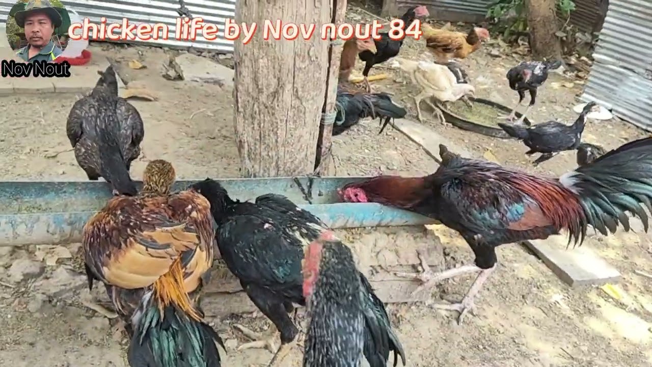       Watch These Chickens Enjoy Their Feast. Chicken fie by Nov nout 84
