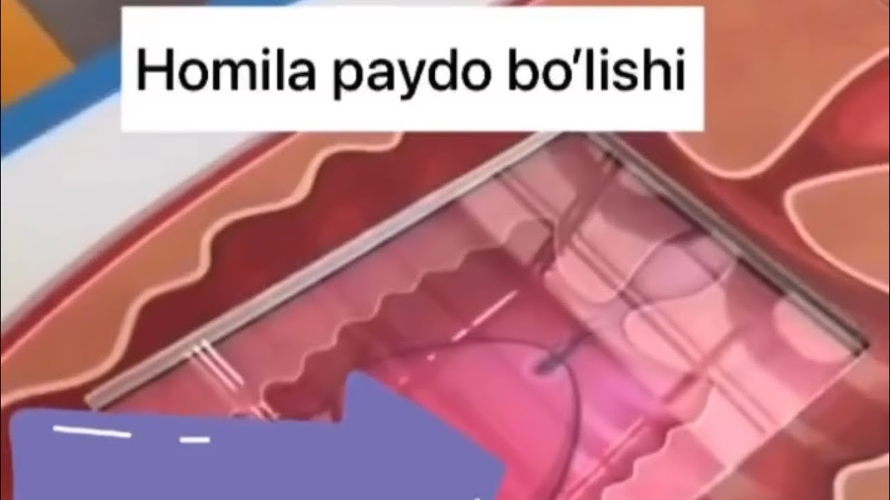 Homila paydo bo&rsquo;lish jarayoni