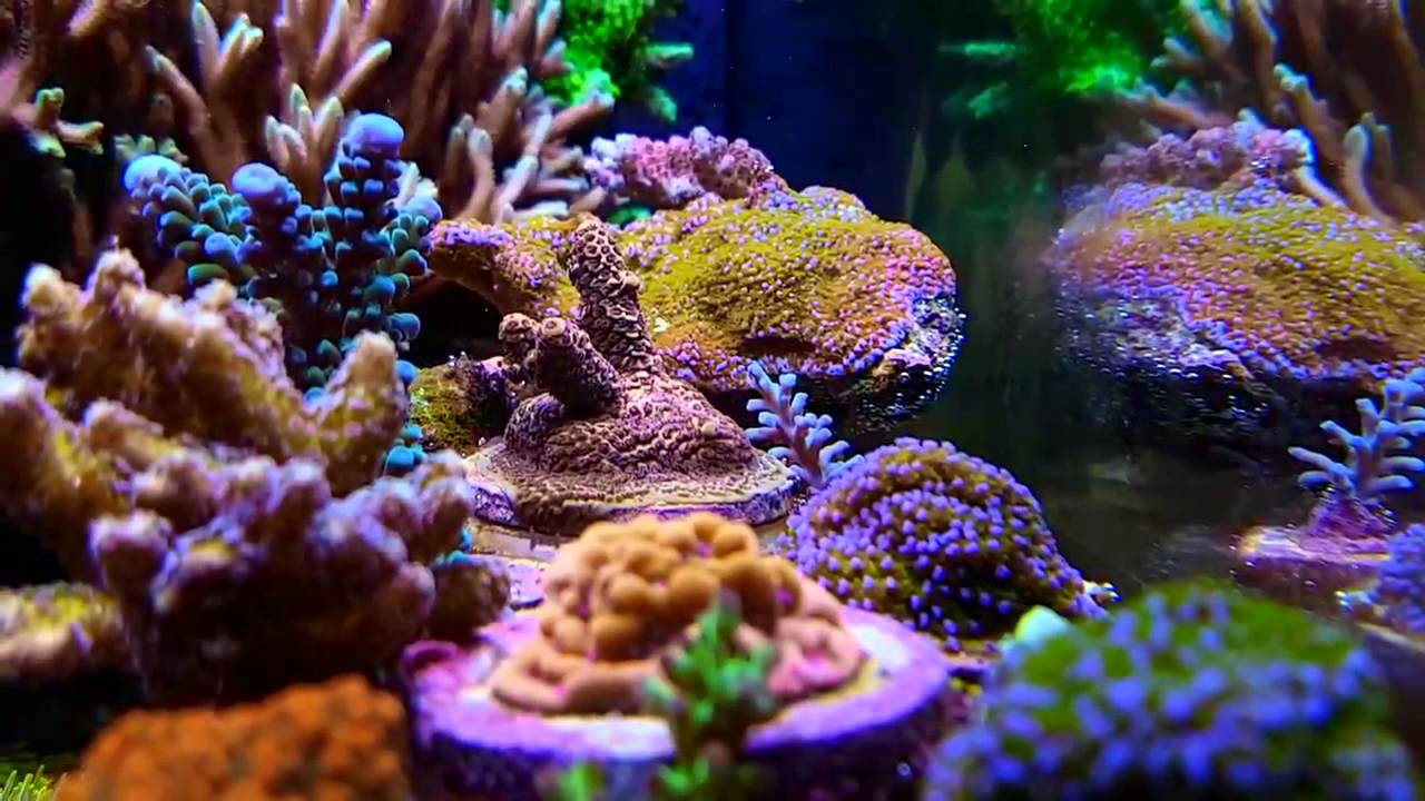 SPS Reef Aquarium