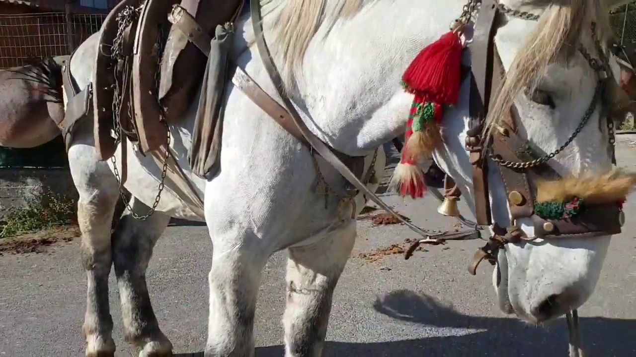 Per chi non li conosce sembrano tanti cavalli. Ma sono Muli. Festa della montagna Acerno 2018