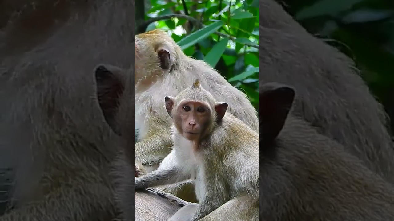 Ep161. Adorable Monkey Has the Cutest Reaction to Meeting a New Friend