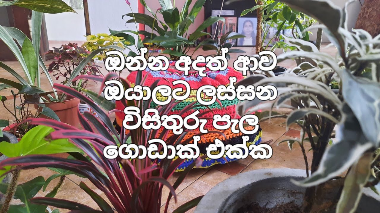 ගෙදරටම ගෙන්වාගන්න 0773958474 🥰🥰 #plantsforsale 