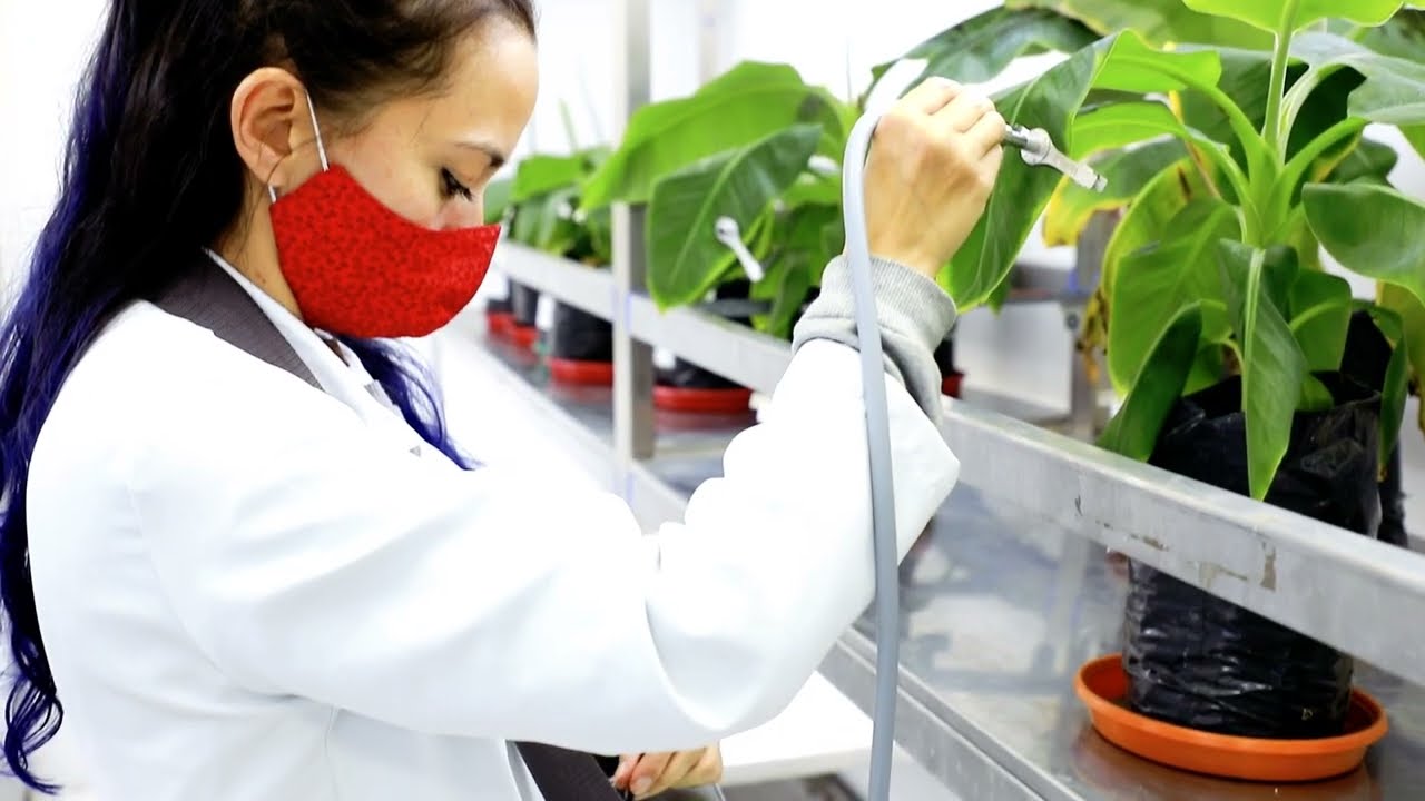 Control Biológico de Foc Raza 1 y R4T en Plantas de Banano