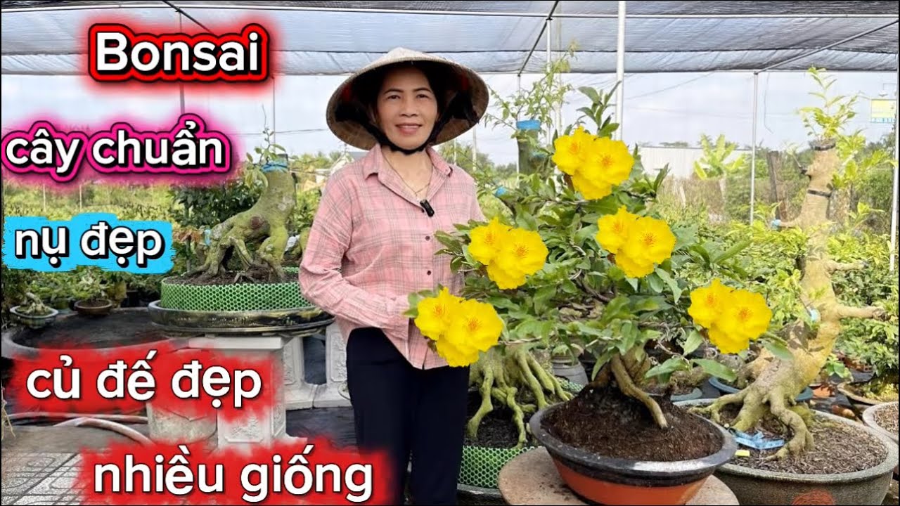 29-1-2026☎️0392.319.313.chị Ba 🌳mai chơi tết giá mềm-cây chuẩn-nhiều giống-nụ khủng. 