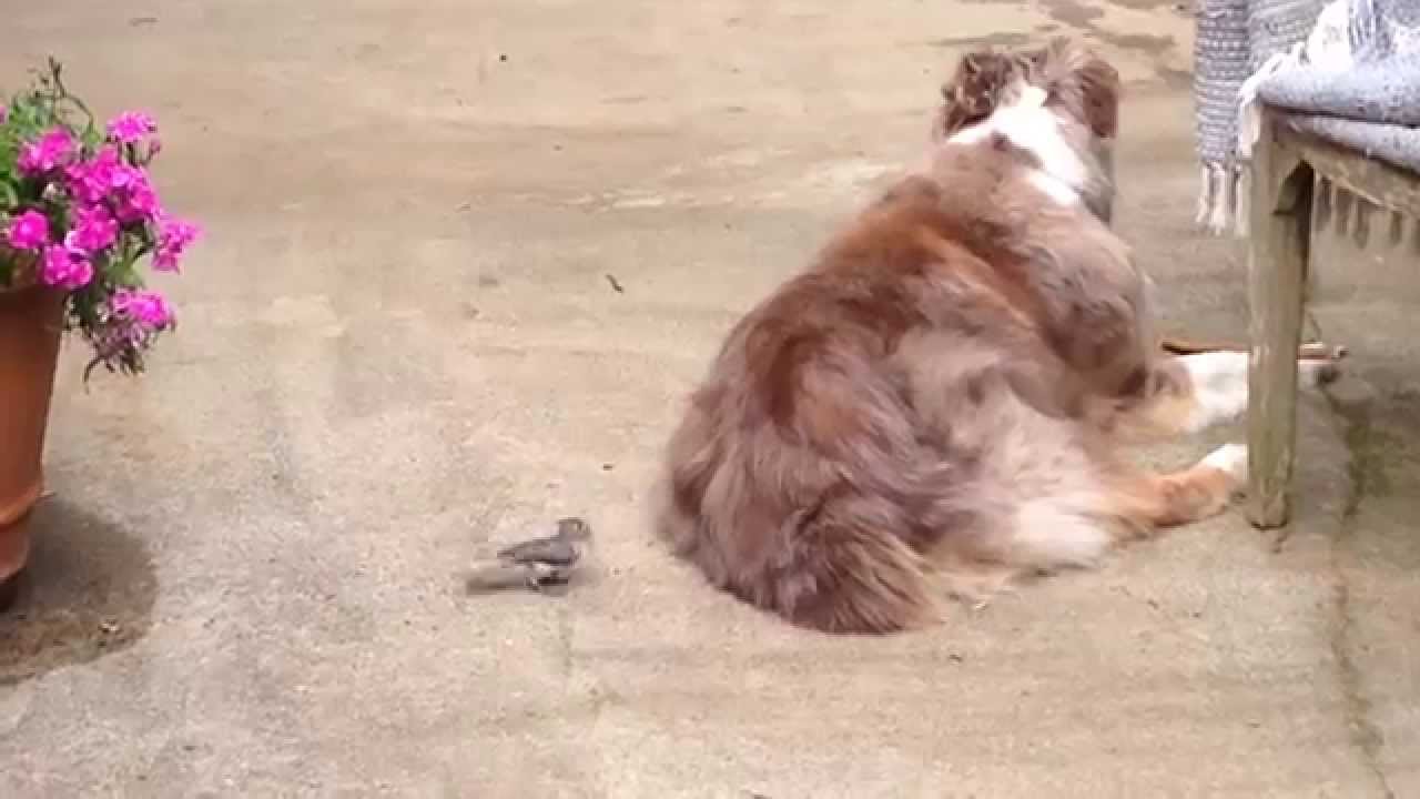 Bird Steals Fur from Dog's Butt