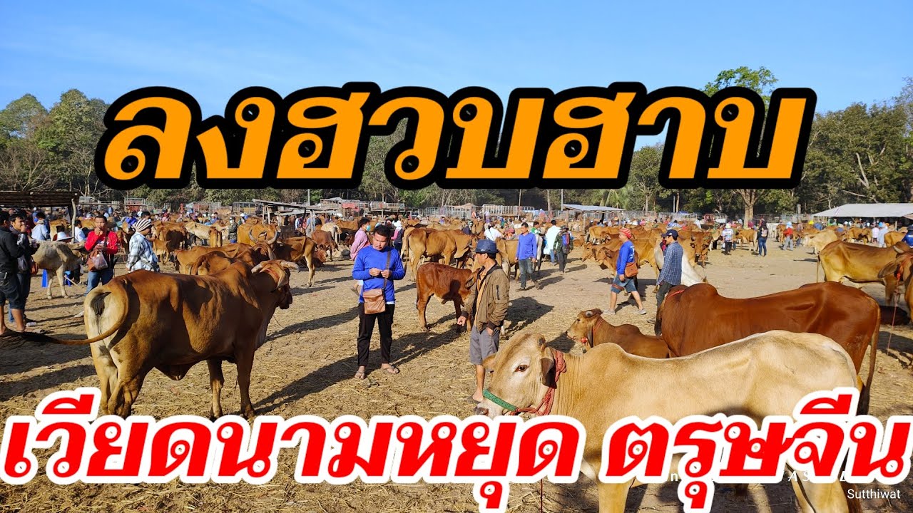 ลดฮวบ เวียดนามหยุดตรุษจีน ราคาวัววันนี้ 11 ก.พ.69 วารินชำราบ อุบลราชธานี