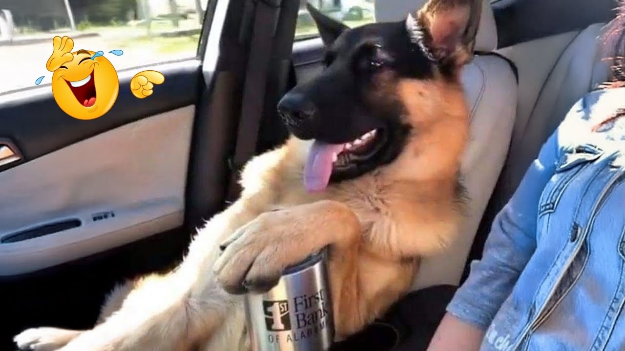 You Can’t Stop Laughing At These Dogs 🤣 FUNNIEST DOGS Video 2026