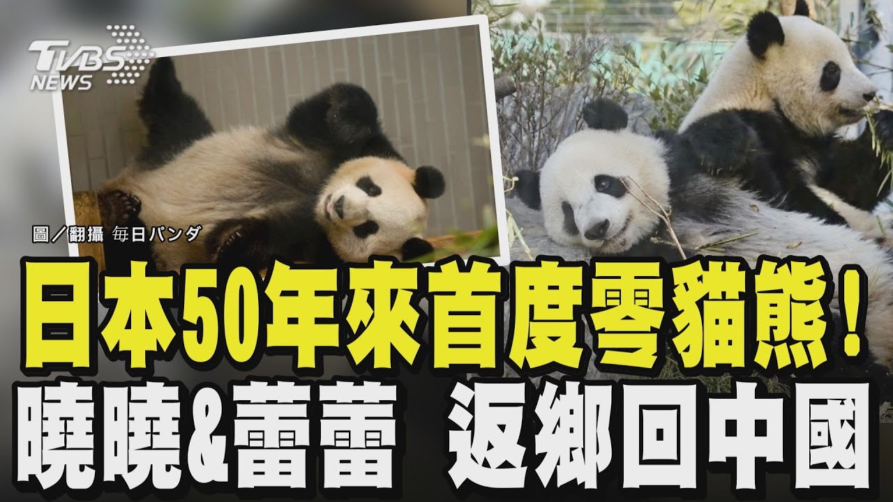 日本回到54年前「零貓熊」! 東京上野動物園的貓熊「曉曉」、「蕾蕾」返鄉回四川｜TVBS新聞 @TVBSNEWS01