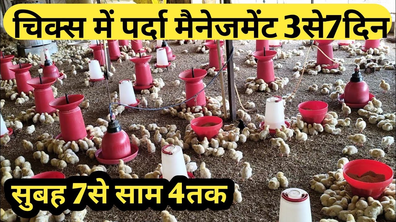 #चिक्स का पर्दा 3 से 7 दिन में रखना है! सुबह 7:00 शाम 4:00 बजे तक@72STAR 