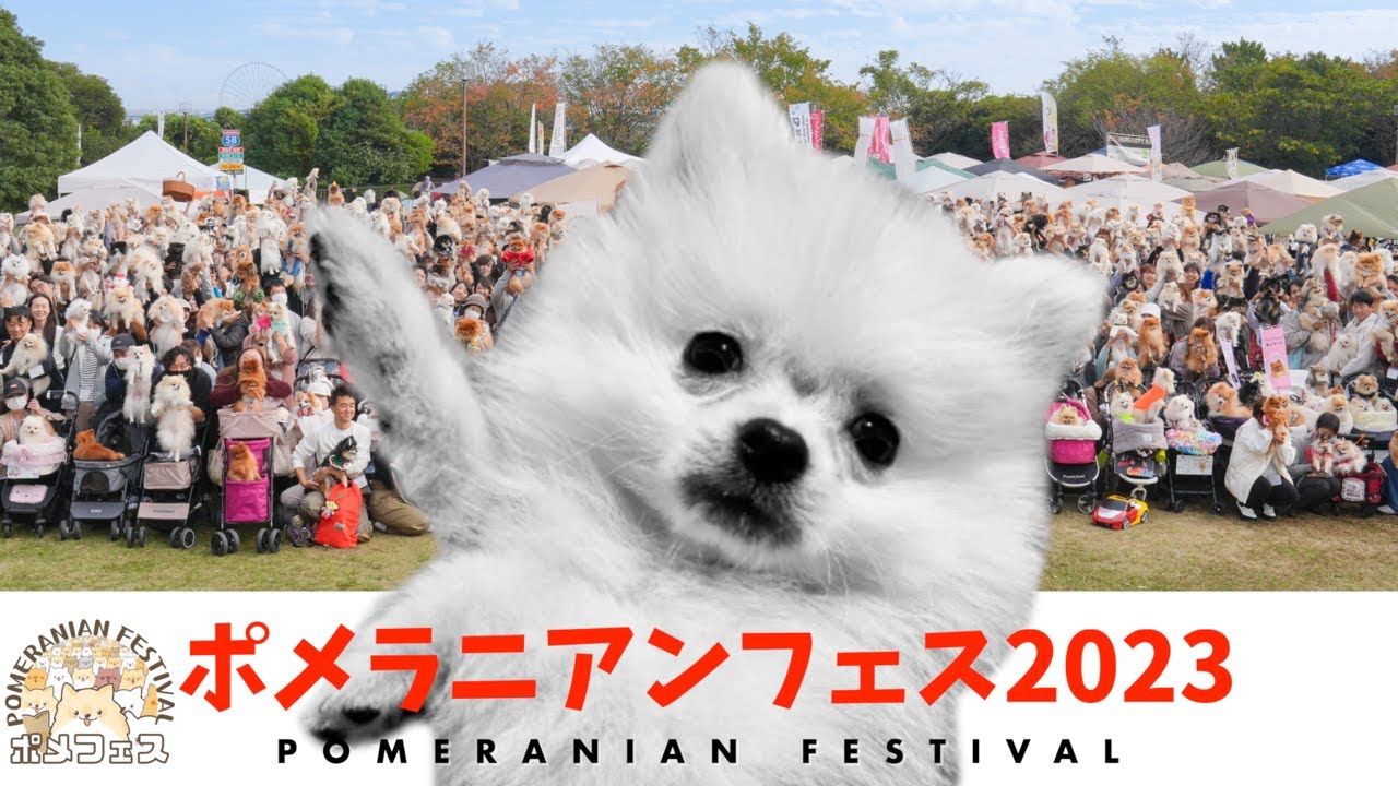 ポメラニアンフェス2023に潜入した結果
