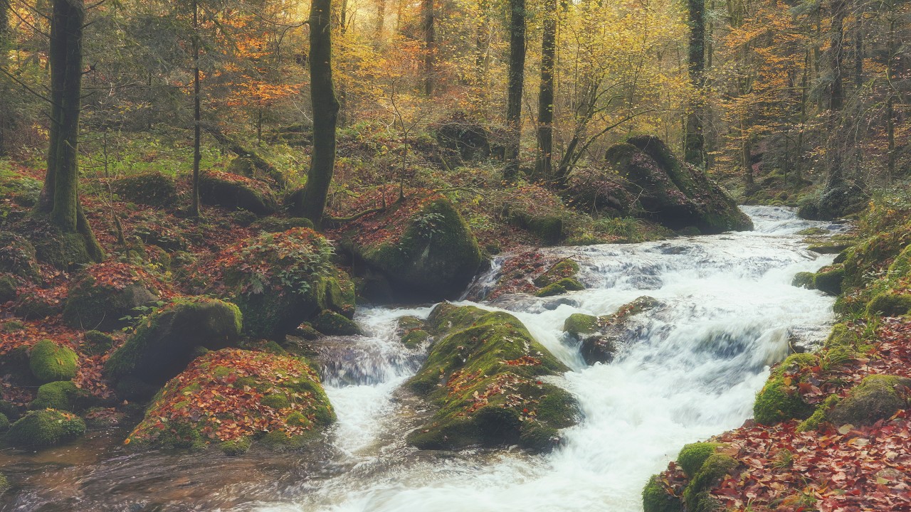 4K - Late Autumn Creek - Forest Stream Sounds for Sleep & Relaxation - Natural White Noise - No AI