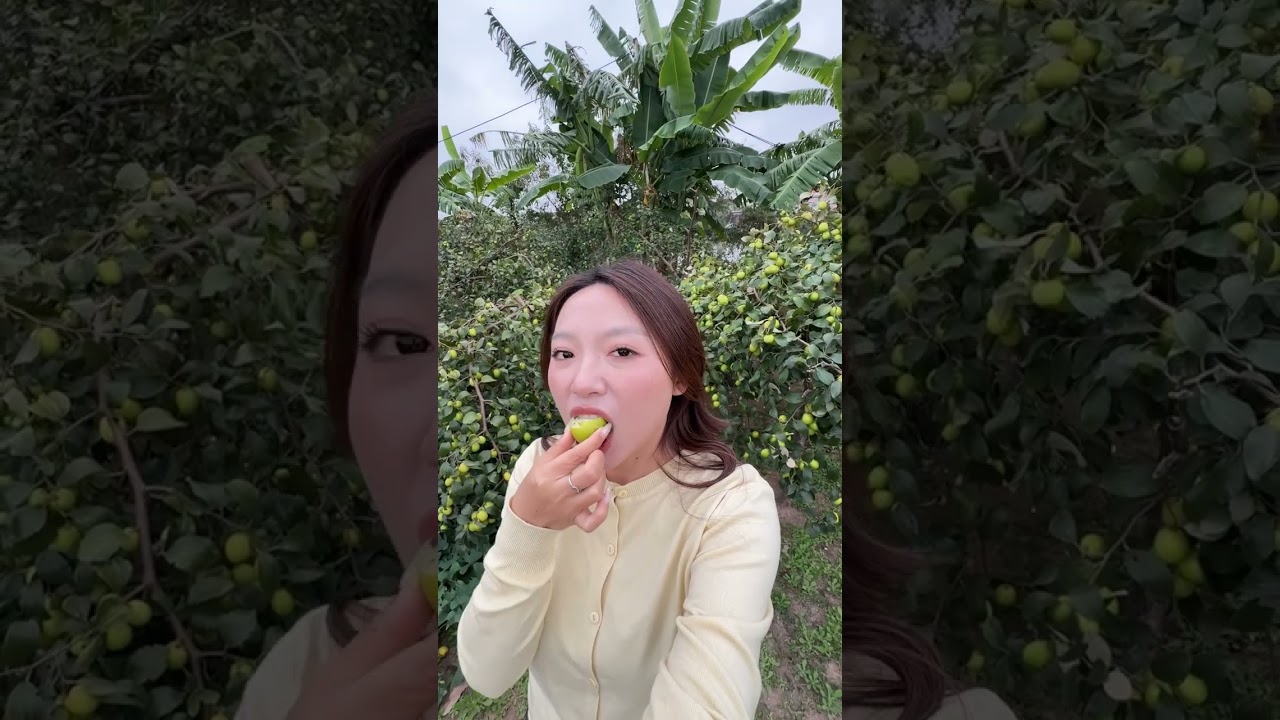 Trải nghiệm một ngày hái táo Bàng La- đặc sản Đồ Sơn, Hải Phòng| Pít Ham Ăn