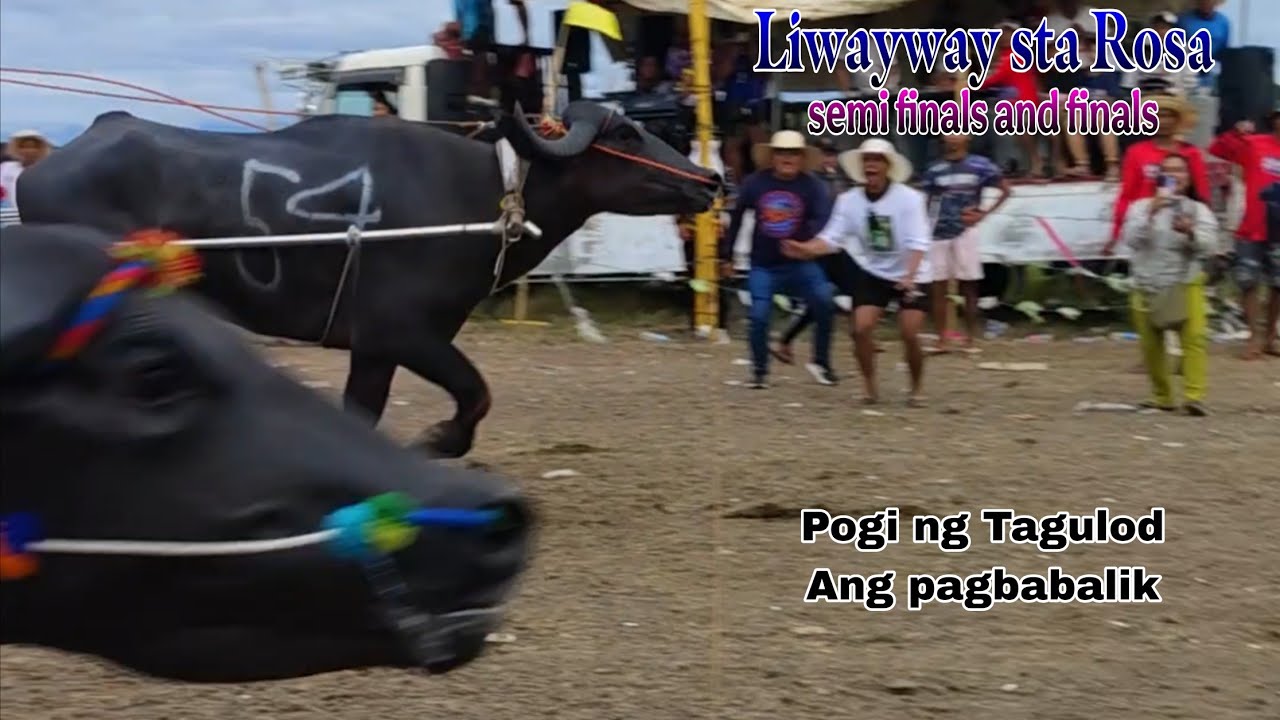 Semi finals at finals ng liwayway sta Rosa karera ng Kalabaw full video 