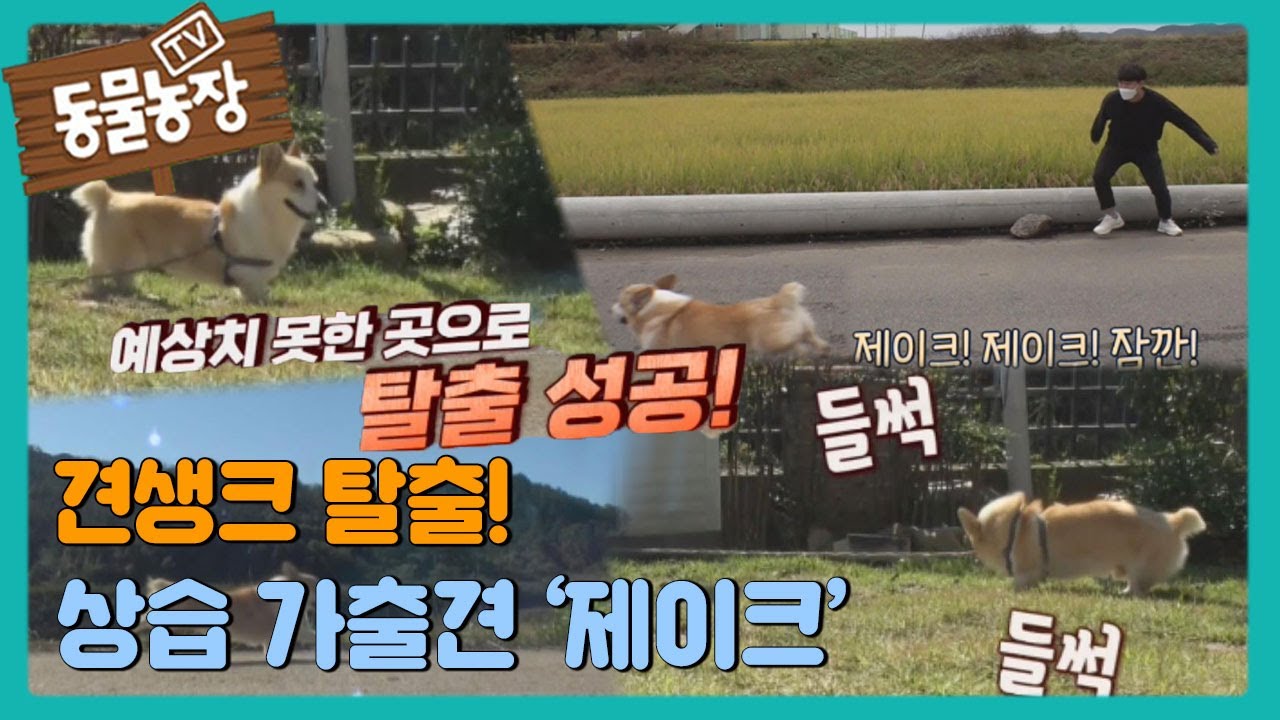 견생크 탈출! 상습 가출견 &lsquo;제이크&rsquo; I TV동물농장 (Animal Farm) | SBS Story