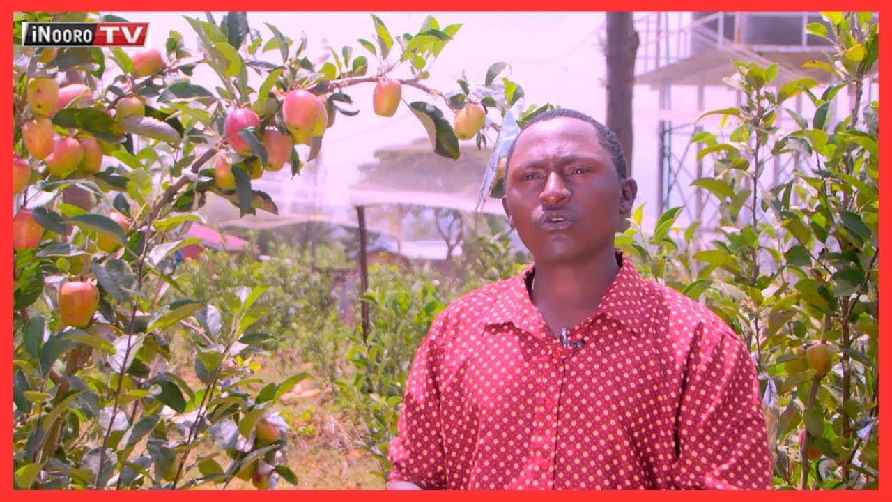 Mũtaaramũ Martin Ndirang’u gũtaara arĩmi a Wambugu Apple:Mũgambo wa mũrĩmi part 2