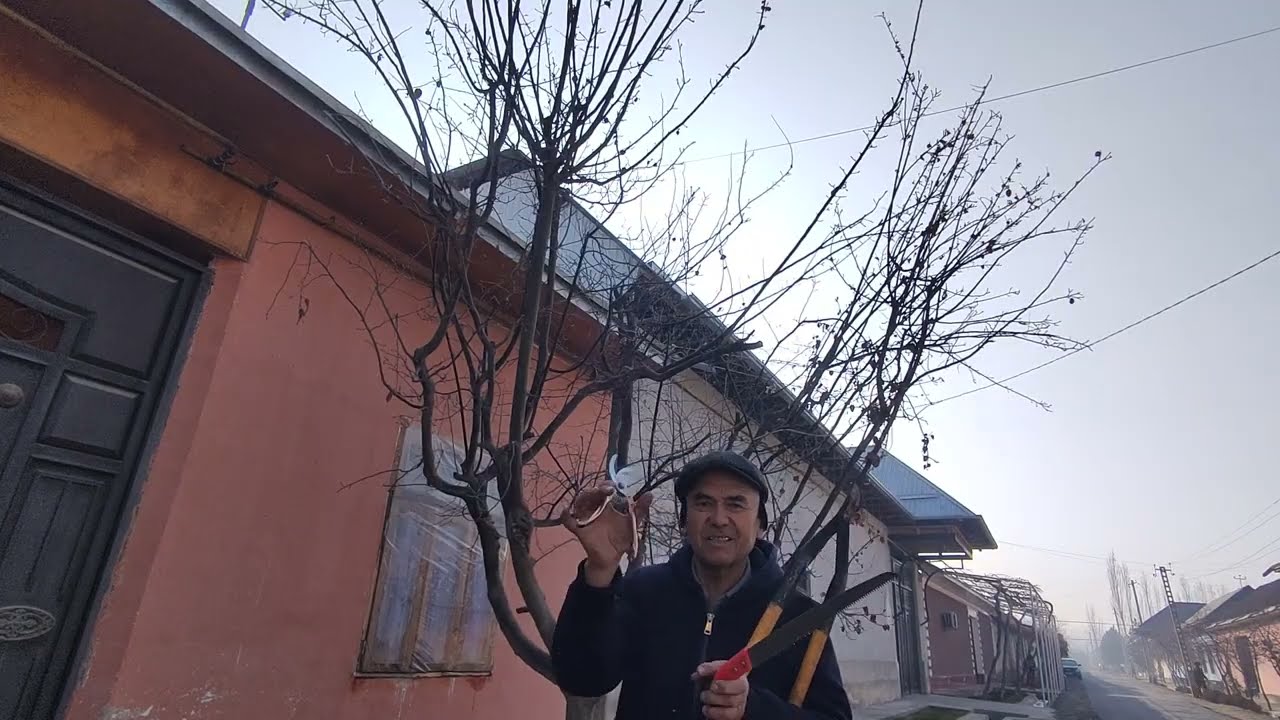 Усиб кетган бехини шакл (абрезка) килиш