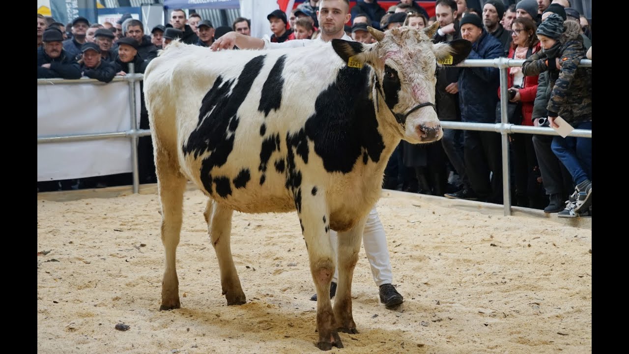 II Podlaska Aukcja Bydła Hodowlanego w Sokołach