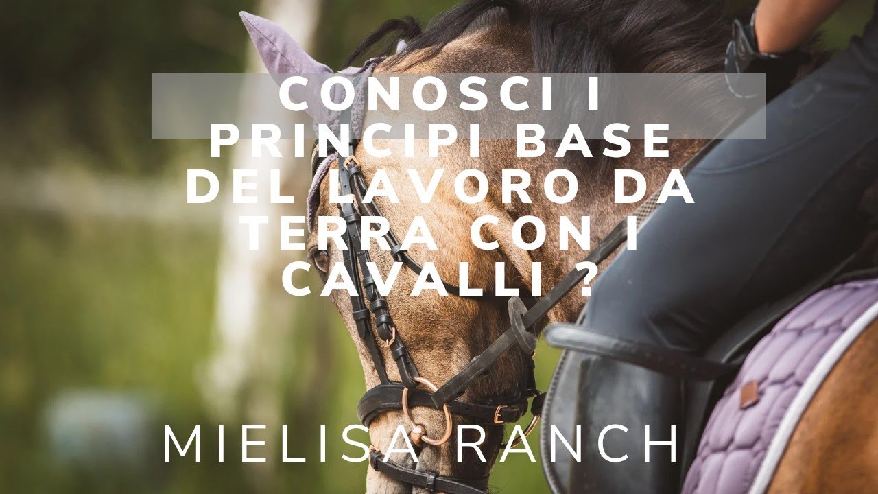 Conosci i principi base del lavoro da terra con i cavalli ? |Mielisa Ranch
