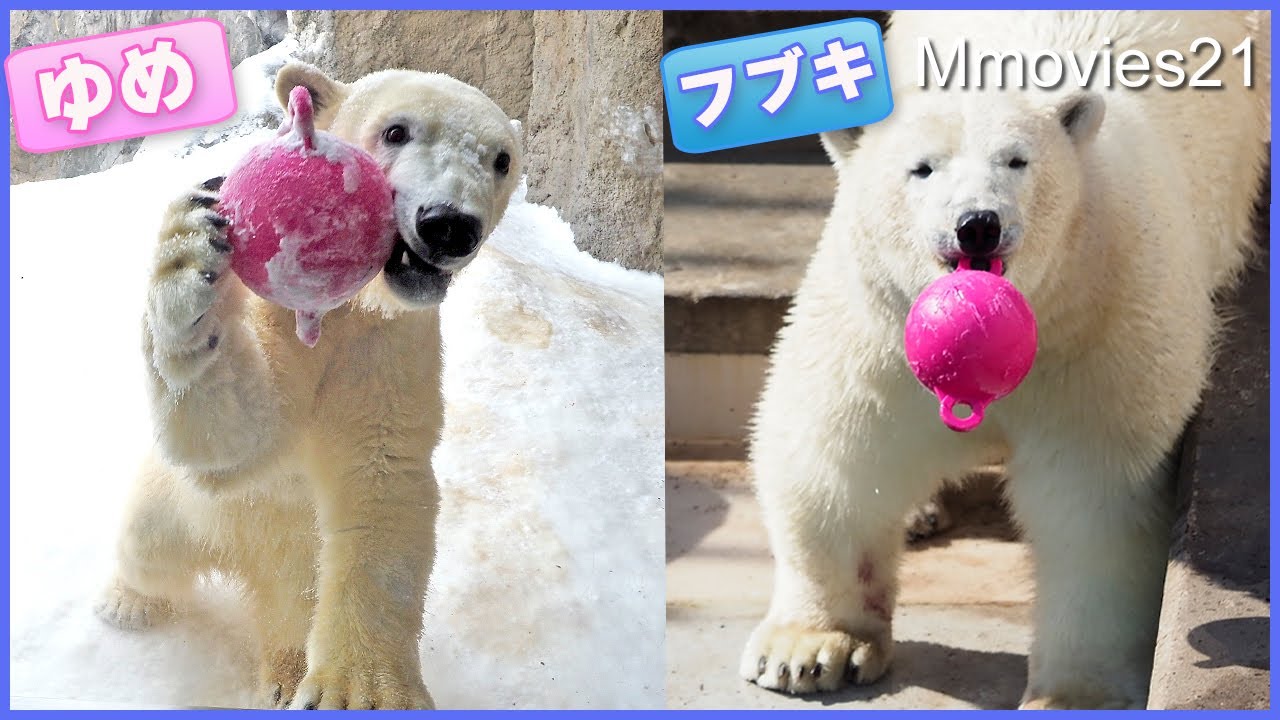 ホッキョクグマのゆめとフブキが同じ遊びを！夜の動物園ではハチミツで描かれたメッセージが凄かった~旭山動物園「雪あかりの動物園」