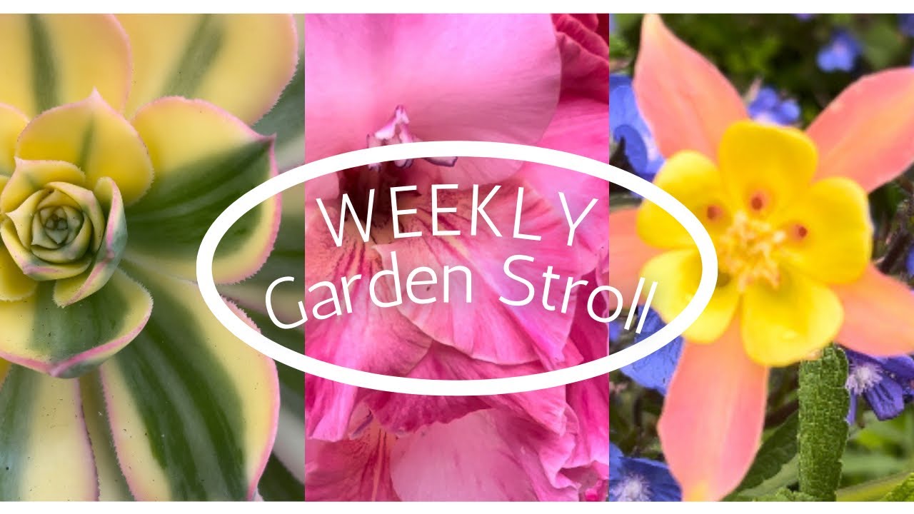 Weekly garden stroll Zone 10a
