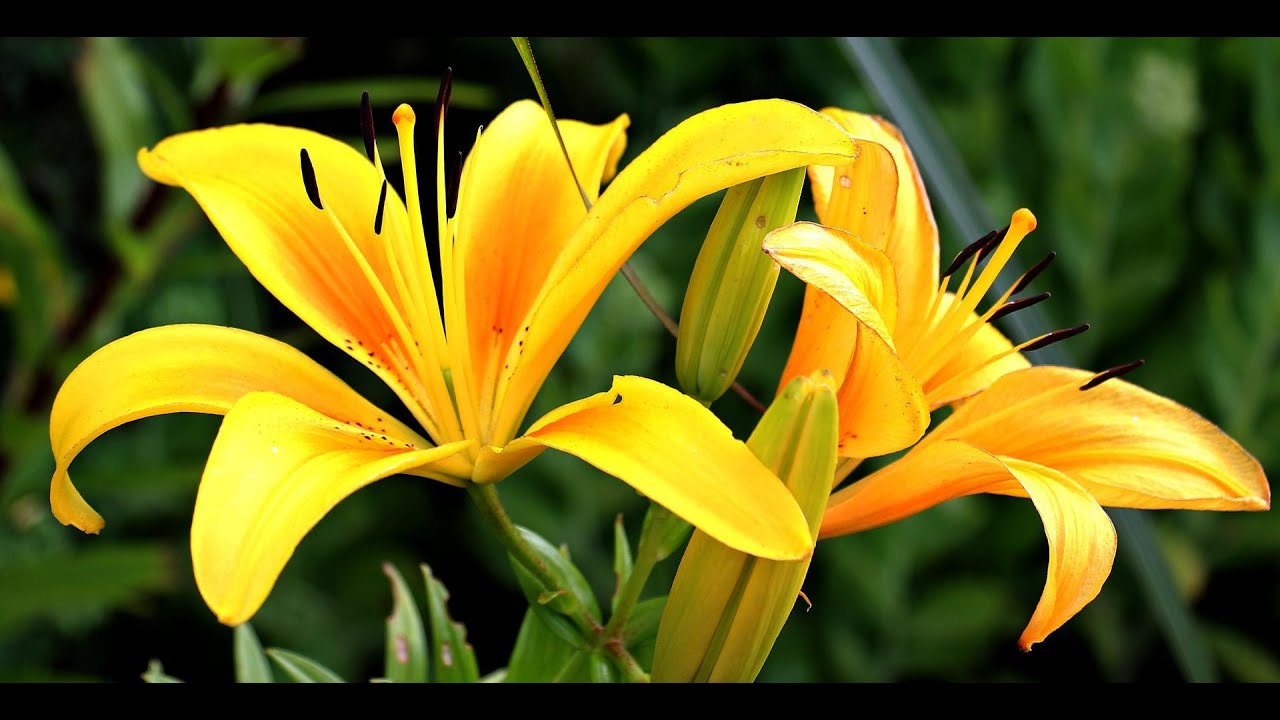Oil Painting & Stuff: Daylily, Part 1, Blocking In
