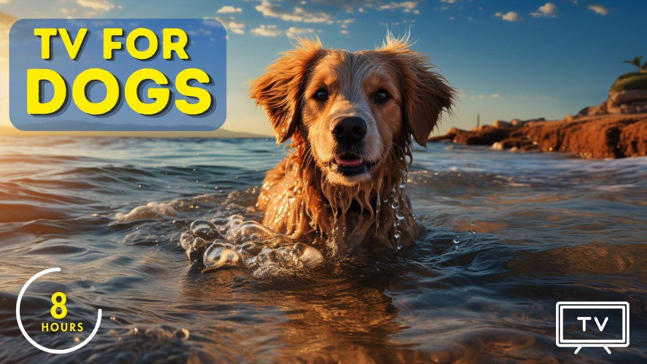 8 Hours of Music for Dogs with Anxiety: Music to Calm Dogs - TV for Dogs!