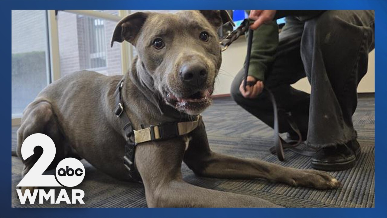 Pets on Set: Jolly Rancher