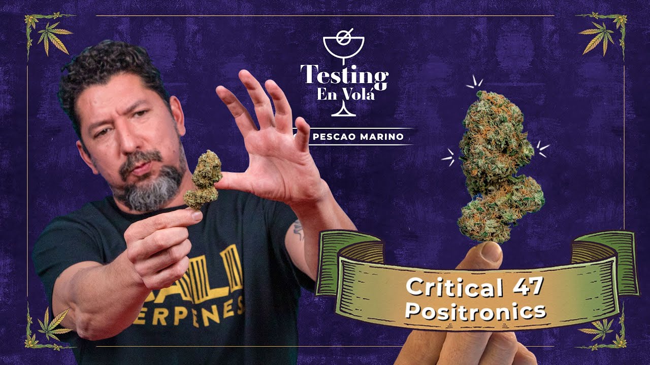PROBANDO LA VARIEDAD CRITICAL 47 DE POSITRONICS