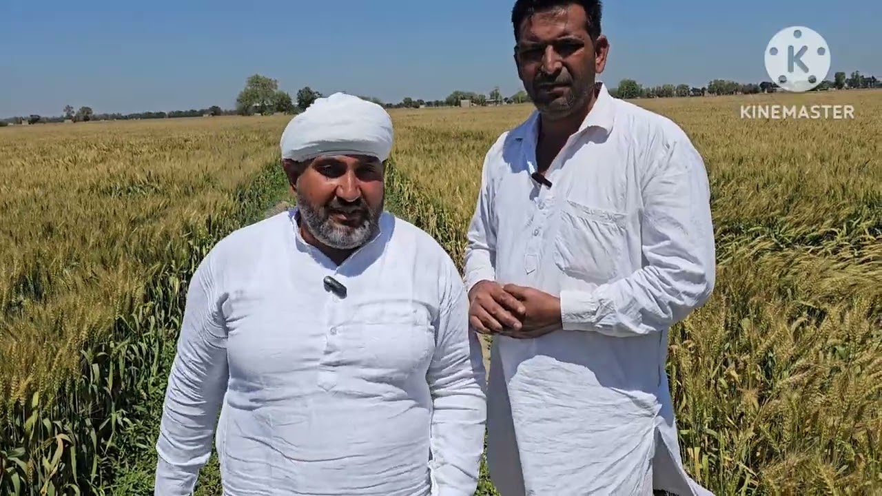 कम समय मे ज्यादा पैदावार देने वाली गेहूं की किसम HD2851 का बीज लेने के लिए संपर्क करें 8689031563