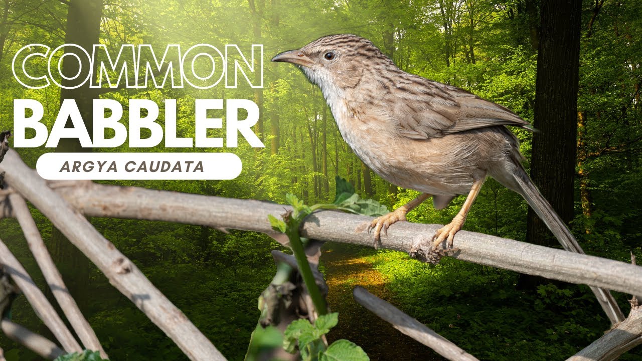 Common Babbler calling (Argya caudata) #birds #birdsofindia #babbler #nikonp950