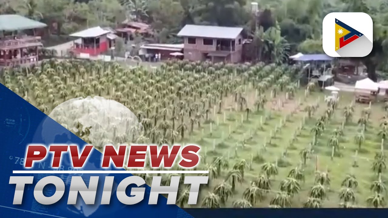 Dragon fruit farms become tourist attraction in Liloan, Cebu