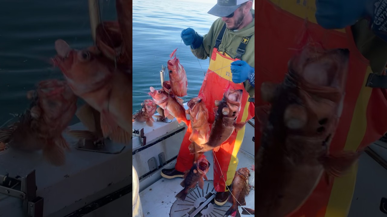 Sustainable Rockfish #commercialfishing #fishing #shorts