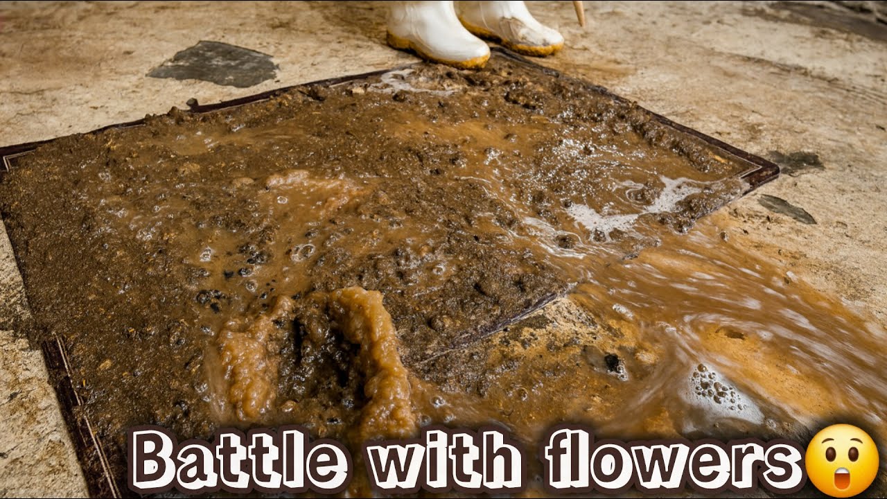When the carpet turns into a swamp! 😳🔥_deep cleaning asmr