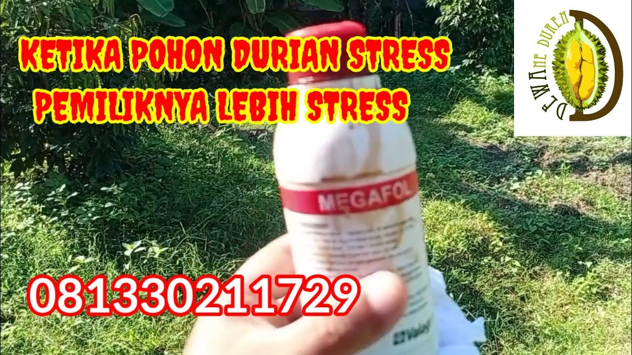 DEWAne Duren Beraksi - Ketika Pohon Durian Stress, Pemilik Jauh Lebih STRESSS❗❗(