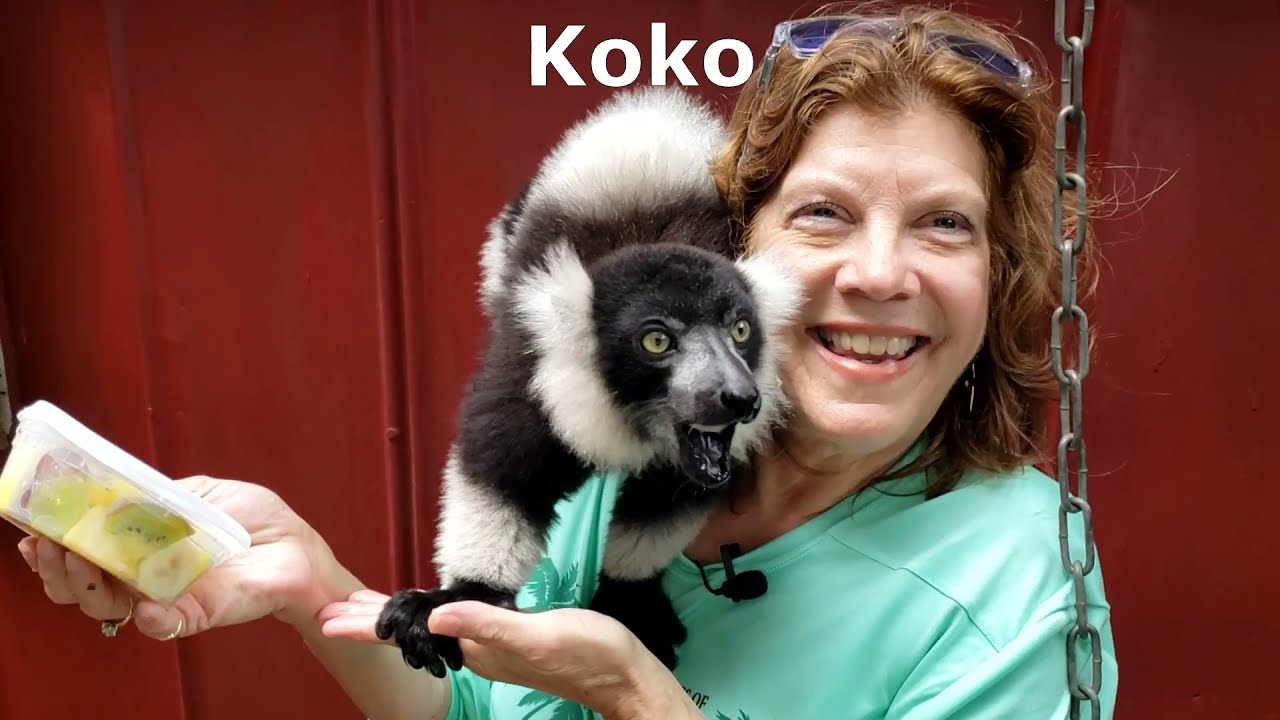 Lemurs, Linda, and Exotic Yoga... near The Villages!