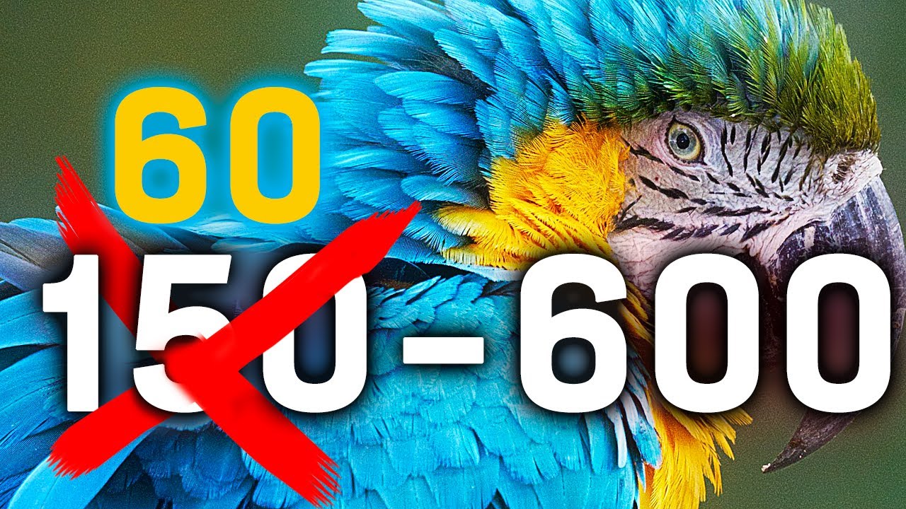 Test Sigma 60-600mm F4.5-6.3 DG DN : objectif id&eacute;al pour l'animalier ?