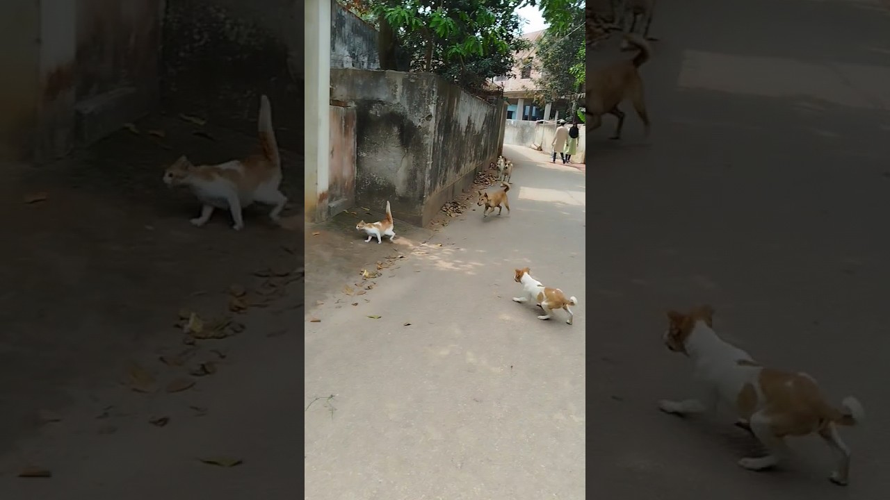 Cat gets attacked by dogs. 