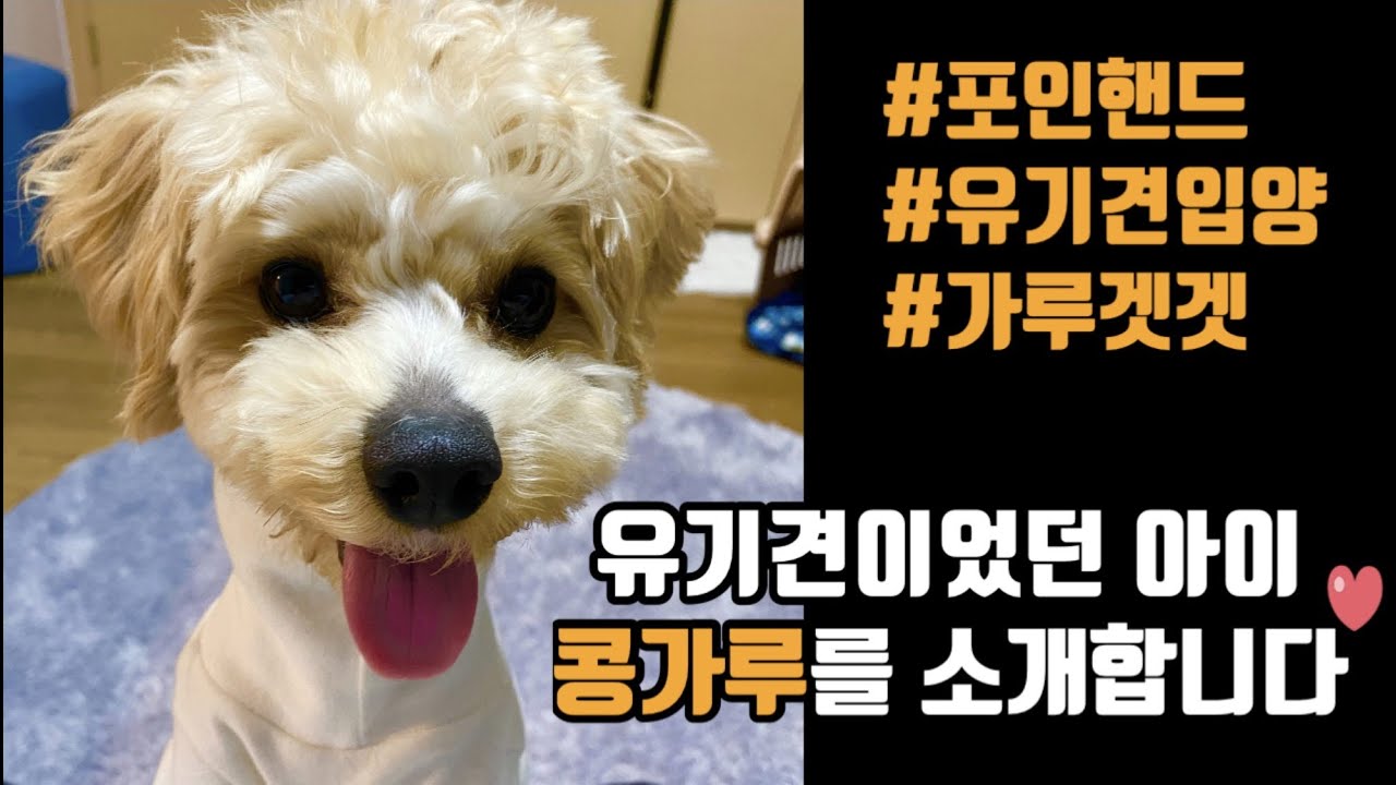 유기견이었던 아이, 콩가루를 소개합니다 🐶 | 유기견입양 | 포인핸드 | 위더스보호센터