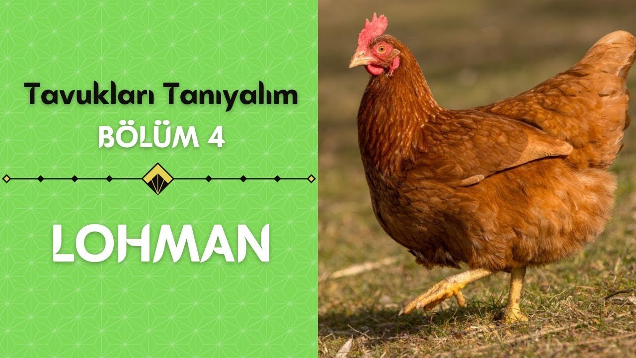 Yumurta Makinesi | Lohman | Lohman Tavuk &Ouml;zellikleri |  |  Tavukları Tanıyalım B&ouml;l&uuml;m 4