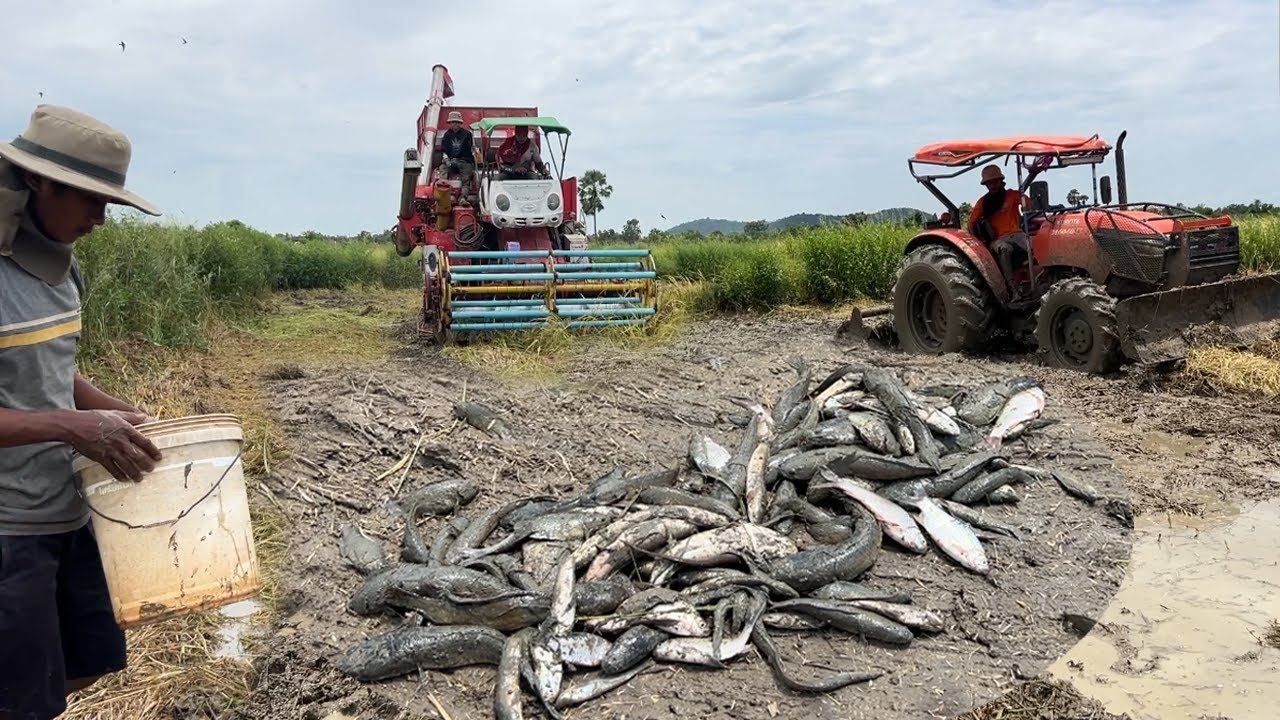 ថ្ងៃនេះចាប់ត្រីបានច្រើន ធំៗល្អទៀត ចាប់ពីក្រោយម៉ាស៊ីនច្រូតស្រូវ នឹងត្រាក់ទ័រ