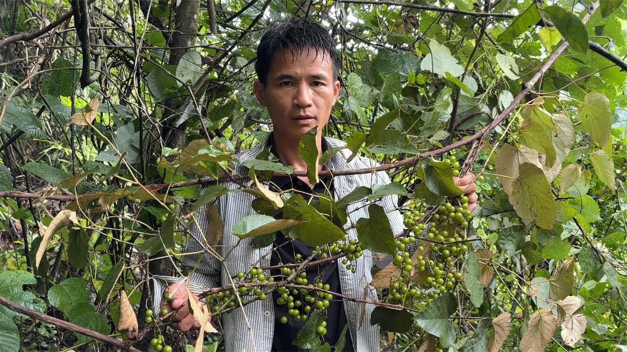 深山里发现一颗巨型山野葡萄，结了三百斤山葡萄，能卖600多块