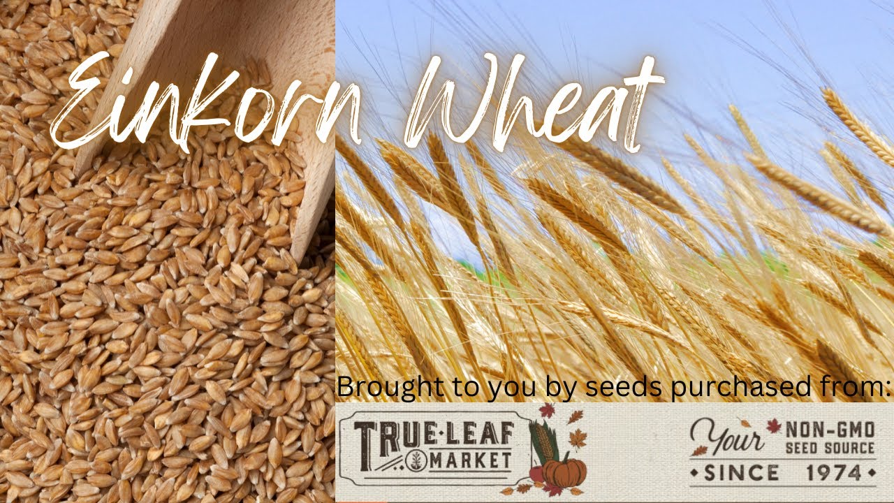 Growing our own Einkorn Flour #growyourownfood #growyourownflour#einkornflour