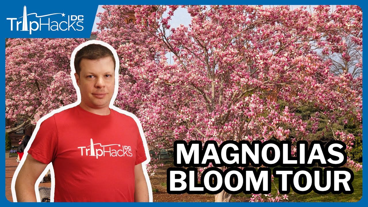 Washington DC Spring Magnolias Virtual Tour 🌸 4K Narrated