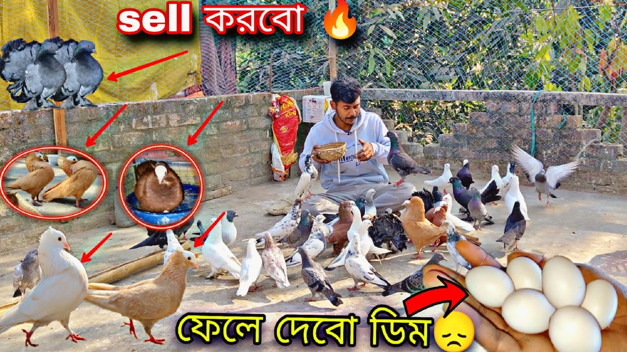 কেন ডিম গুলো ফেলে দিলাম 🤔 আর কেনইবা পায়রা বিক্রি করব🤔#Myworld#petsvlog